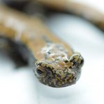 Anfibios_Still02