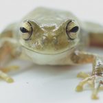Anfibios_Still03