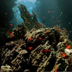Photo 9 RED_SEA_01.00_00_40_21.Still003